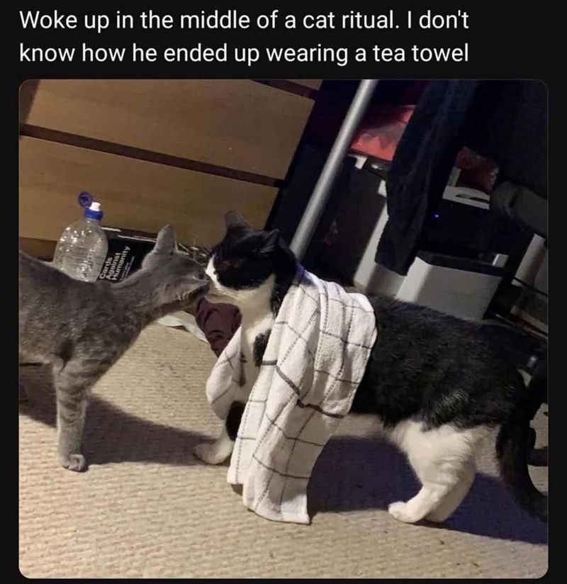Woke up in the middle of a cat ritual. I don't know how he ended up wearing a tea towel