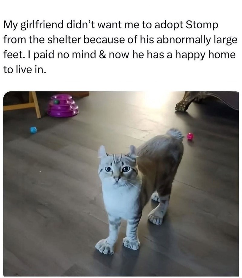 My girlfriend didn't want me to adopt Stomp from the shelter because of his abnormally large feet. I paid no mind & now he has a happy home to live in.