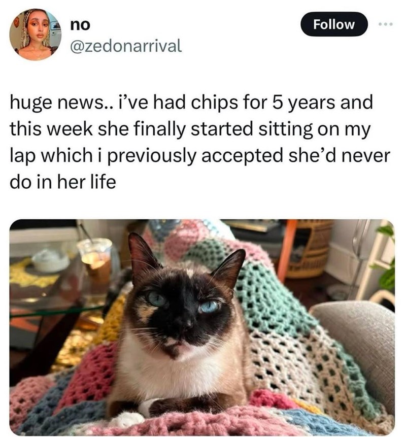 no Follow 600 @zedonarrival huge news.. i've had chips for 5 years and this week she finally started sitting on my lap which i previously accepted she'd never do in her life