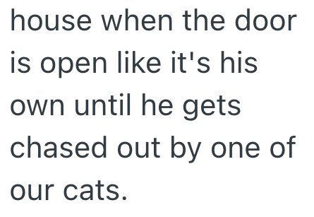 house when the door is open like it's his own until he gets chased out by one of our cats.