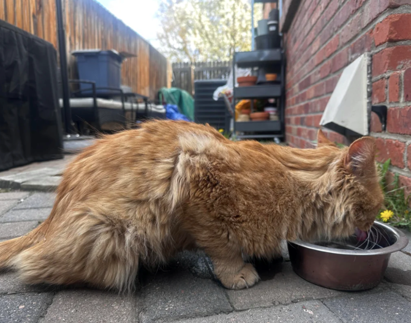 Cheezburger Image 10620136192