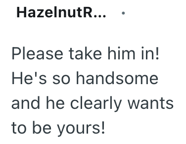 Hazelnut R... Please take him in! He's so handsome and he clearly wants to be yours!