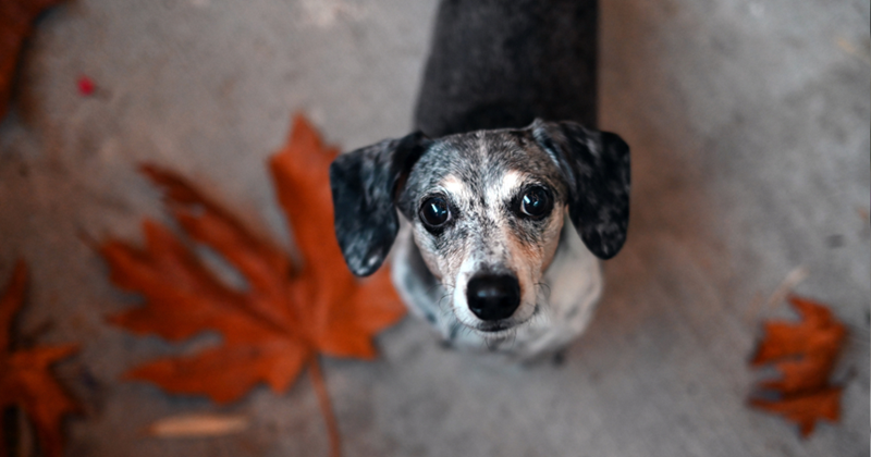 Cute dachshund looking at their owner