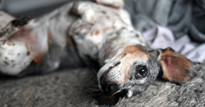 Cute dachshund laying on the couch
