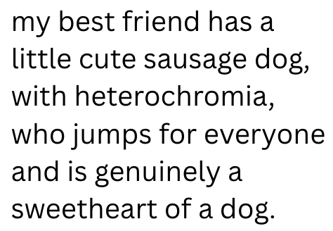 my best friend has a little cute sausage dog, with heterochromia, who jumps for everyone and is genuinely a sweetheart of a dog.