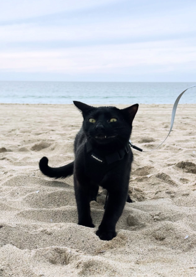 Cheezburger Image 10620174336