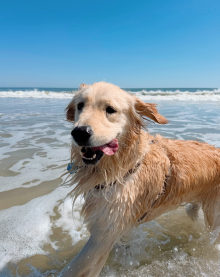 Cheezburger Image 10620174592