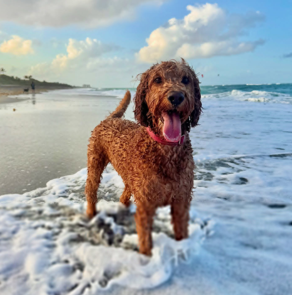 Cheezburger Image 10620175360