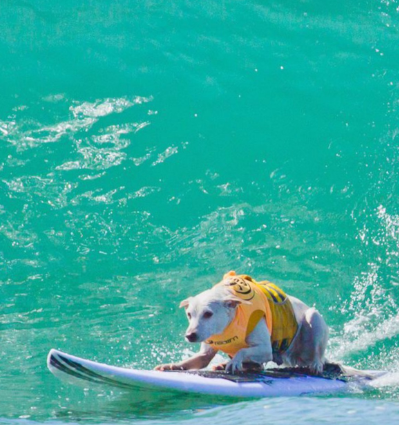 Cheezburger Image 10620175872