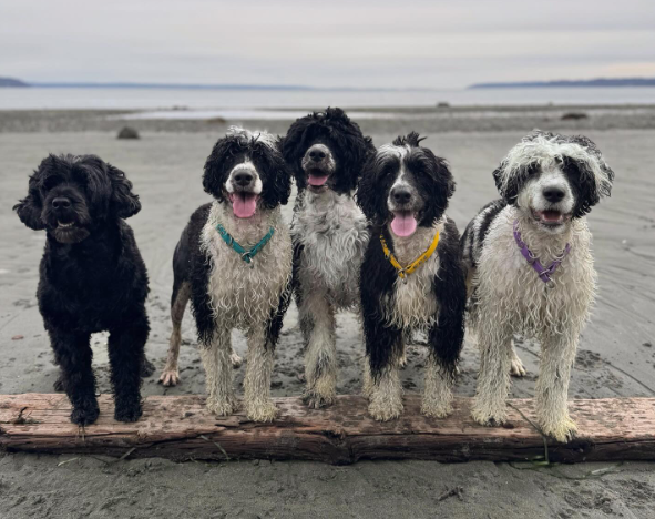 Cheezburger Image 10620176640