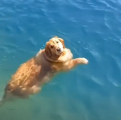 Cheezburger Image 10620177152