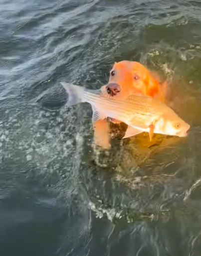 Cheezburger Image 10620177408