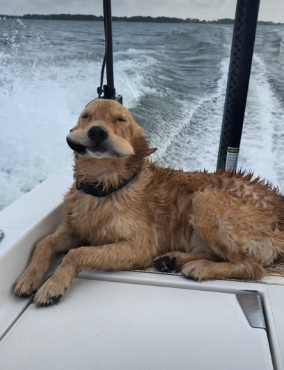 Cheezburger Image 10620177664