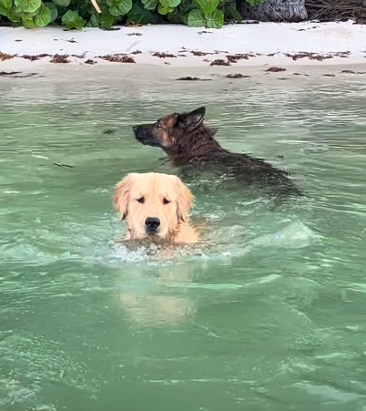 Cheezburger Image 10620178176