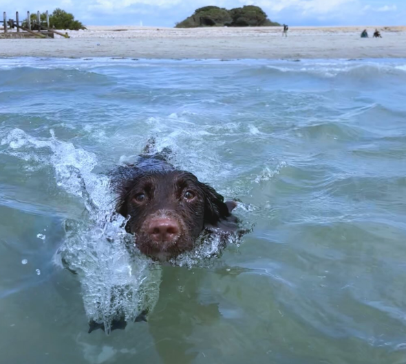 Cheezburger Image 10620178432