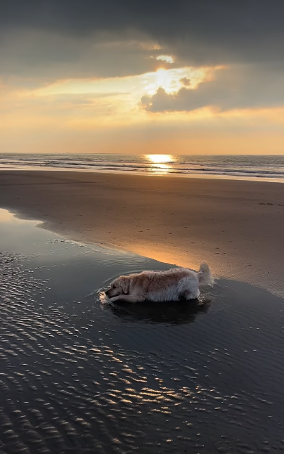 Cheezburger Image 10620179456