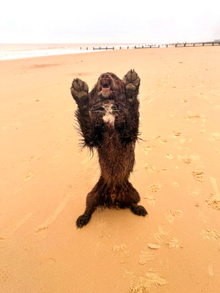 Cheezburger Image 10620179712