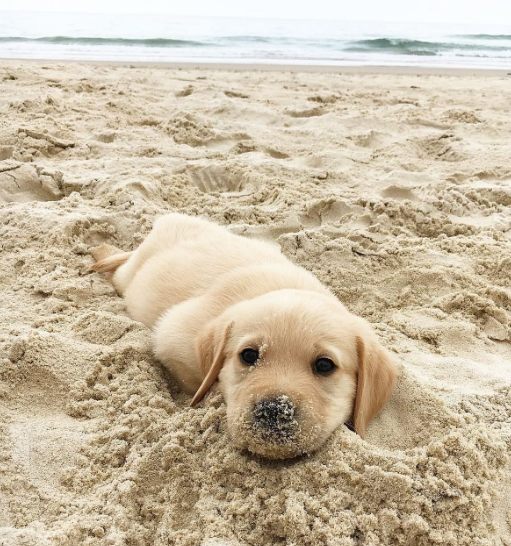 Cheezburger Image 10620179968