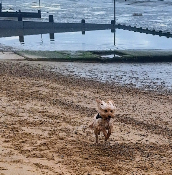 Cheezburger Image 10620180992