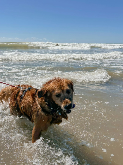 Cheezburger Image 10620181248