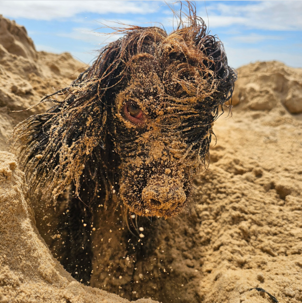 Cheezburger Image 10620181504