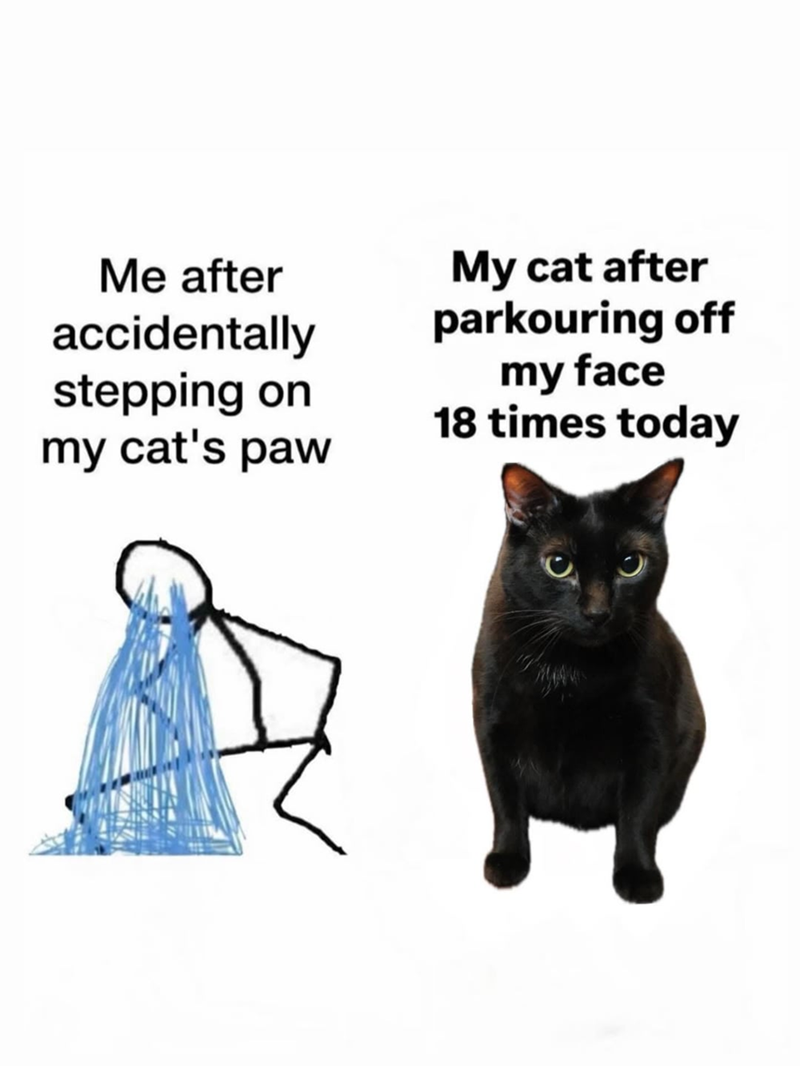 Me after accidentally stepping on my cat's paw My cat after parkouring off my face 18 times today