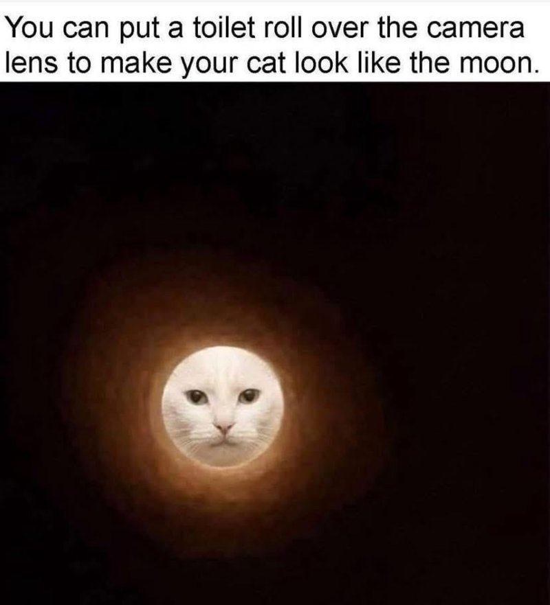 You can put a toilet roll over the camera lens to make your cat look like the moon.