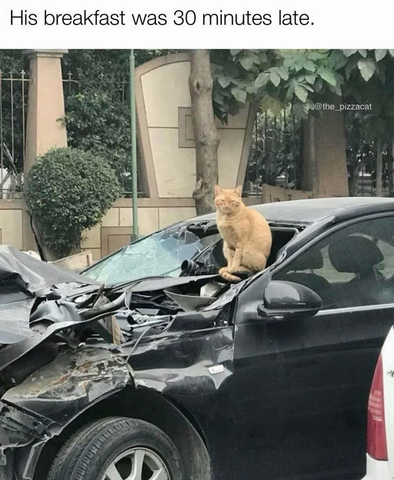 His breakfast was 30 minutes late. @the_pizzacat
