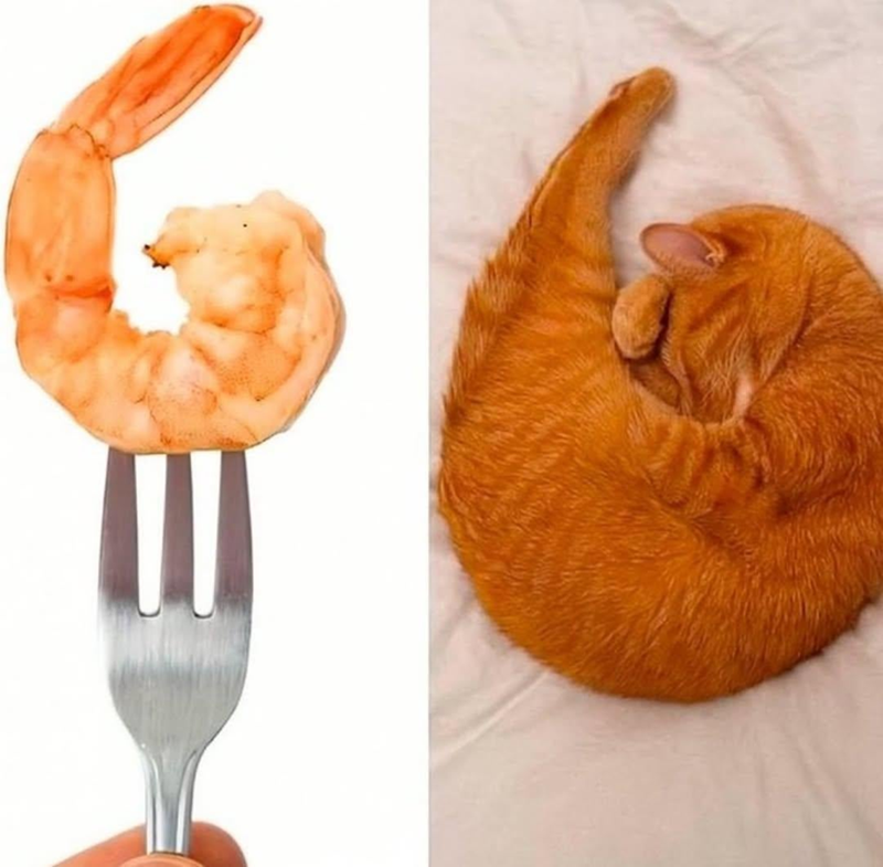 Cheezburger Image 10620250624