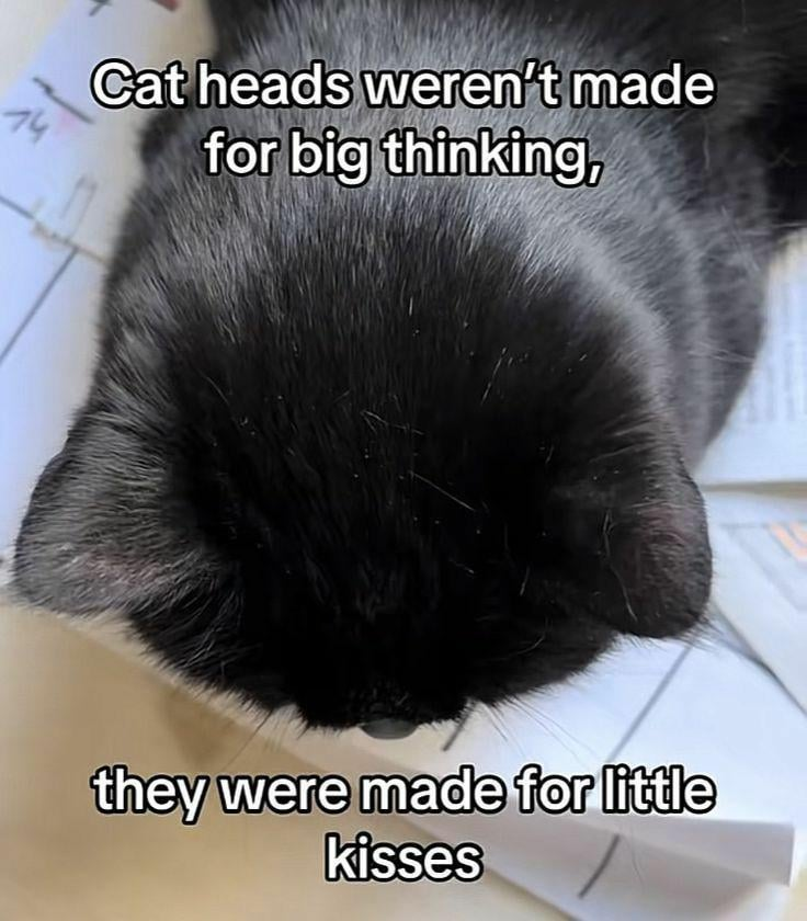 74 Cat heads weren't made for big thinking, they were made for little kisses