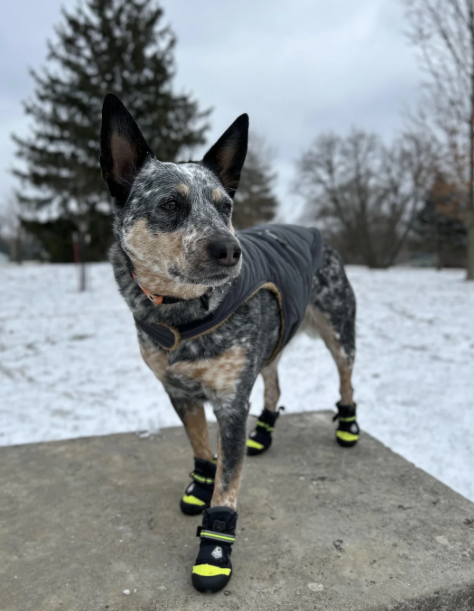 Cheezburger Image 10620253184