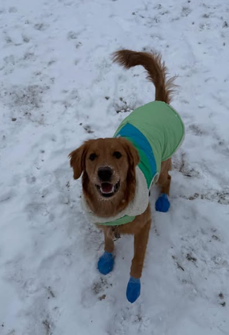 Cheezburger Image 10620253440