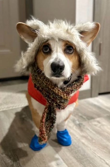 Cheezburger Image 10620253696