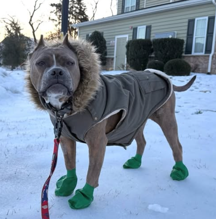 Cheezburger Image 10620253952