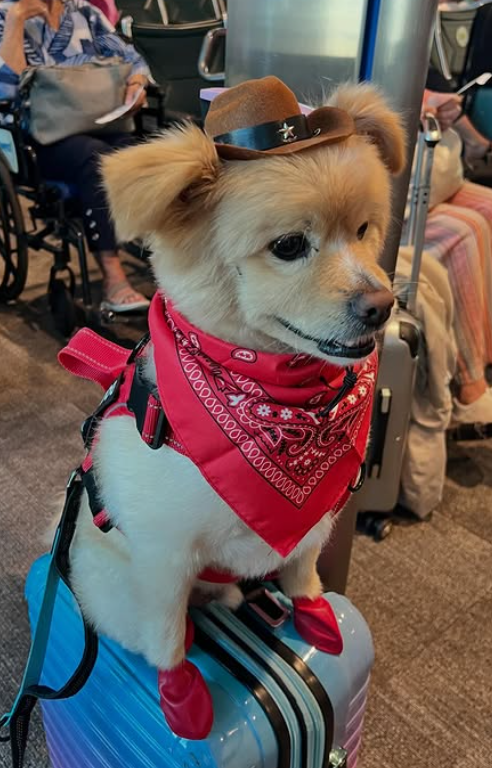 000000000000000000 DODA 0000000 SUDA *