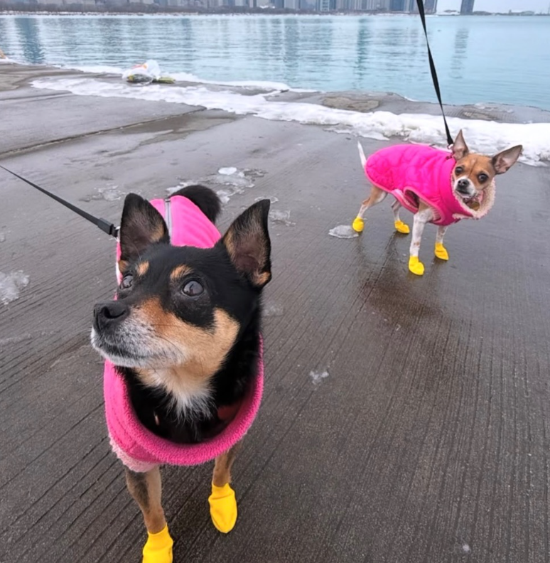 Cheezburger Image 10620254976