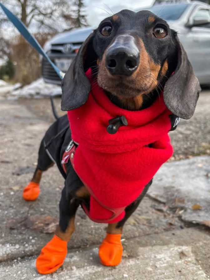 Cheezburger Image 10620255232