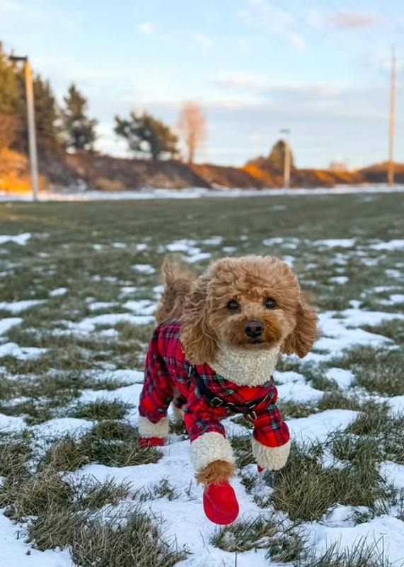 Cheezburger Image 10620255488