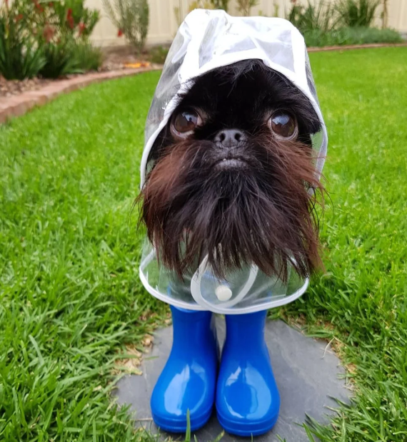 Cheezburger Image 10620256000