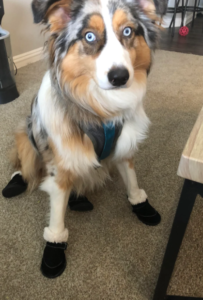 Cheezburger Image 10620256256