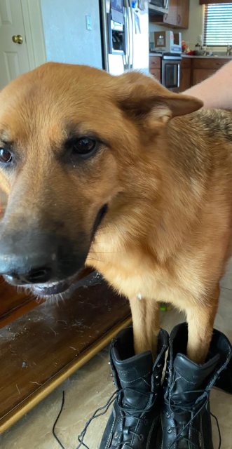 Cheezburger Image 10620256512