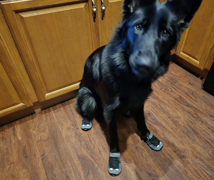 Cheezburger Image 10620256768