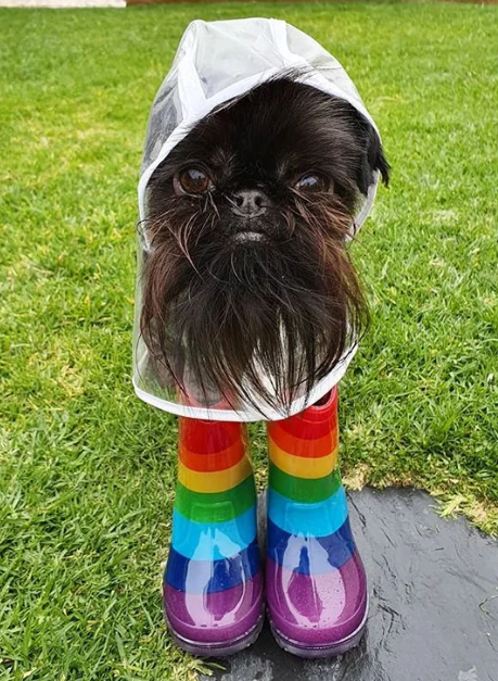 Cheezburger Image 10620257024