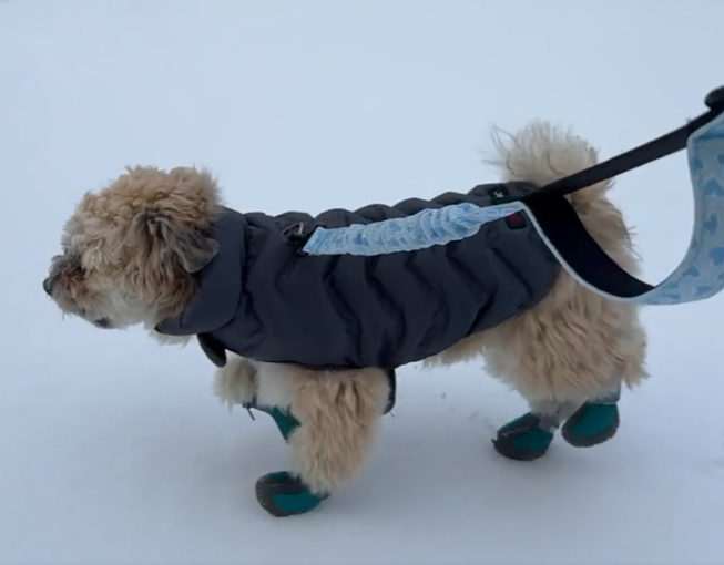 Cheezburger Image 10620257280