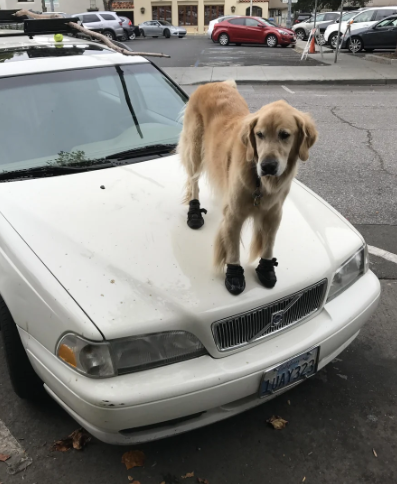 Cheezburger Image 10620257536