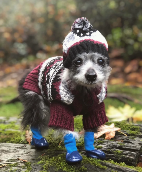 Cheezburger Image 10620258304