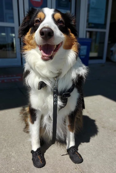 Cheezburger Image 10620258560