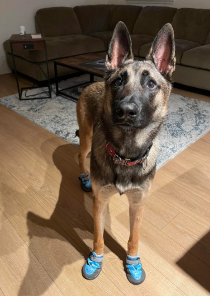 Cheezburger Image 10620259072