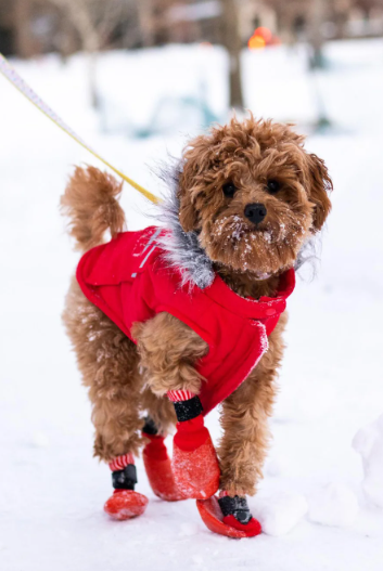 Cheezburger Image 10620259328