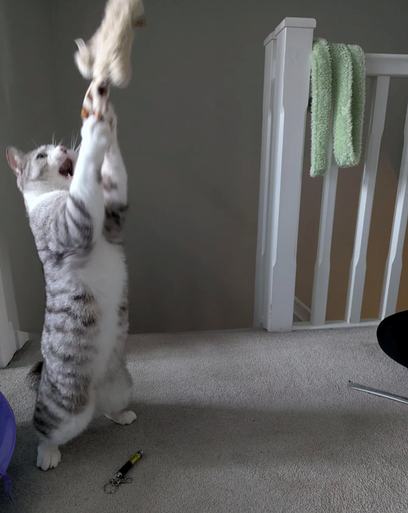 Cheezburger Image 10620259840